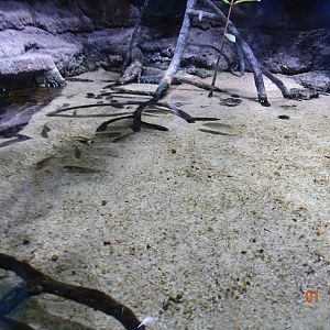 Zoo Aquarium de Madrid 1.10.17