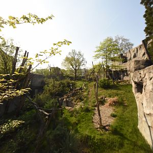 Spectacled bear enclosure