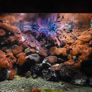 Exotarium - Coral reef tank