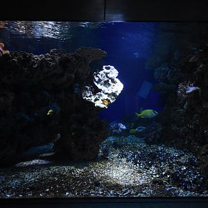 Exotarium - Coral reef tank