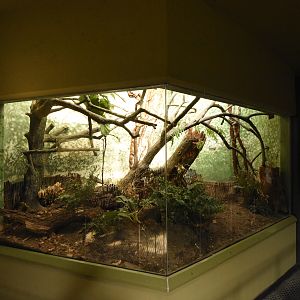 Grzimek house - Sengi enclosure