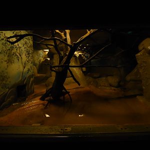 Grzimek house - Bat enclosure