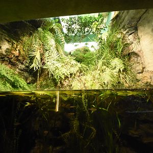 Exotarium - Wagtail enclosure