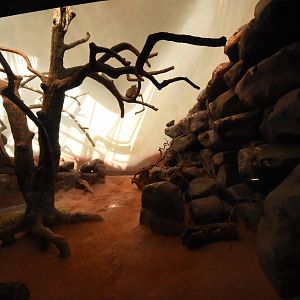 Grzimek house - Hyrax & mongoose