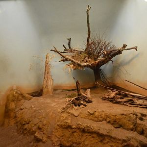 Grzimekt house - Ground squirrel and Sociable weaver