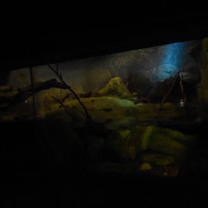 Grzimek house - Water rats