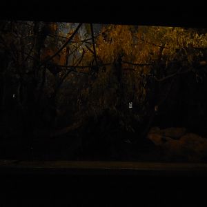 Grzimek house - Aye aye enclosure