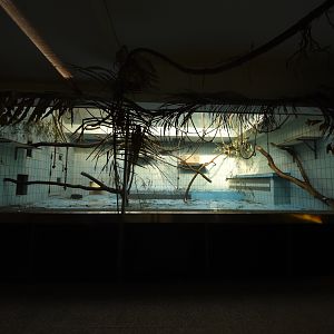 Monkey house - Spider monkey indoors