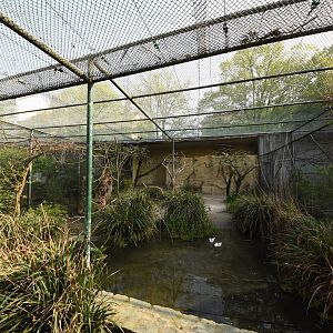 Bird bush - Bee-eaters