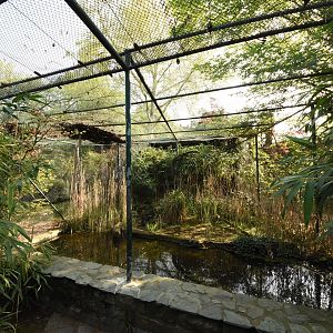 Bird bush - Hamerkop
