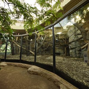 Ape house - Gorilla indoors