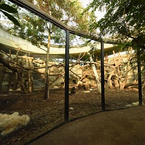 Ape house - Gorilla indoors