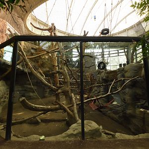 Ape house - Orangutan indoors