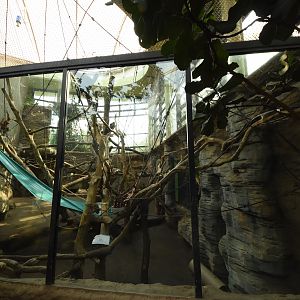 Ape house - Orangutan indoors