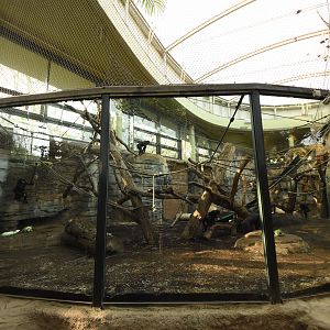 Ape house - Bonobo indoors