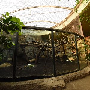 Ape house - Bonobo indoors