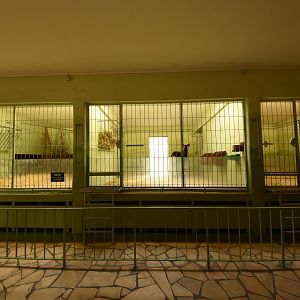 Giraffe house - Okapi indoors