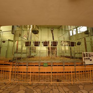 Giraffe house - Giraffe indoors
