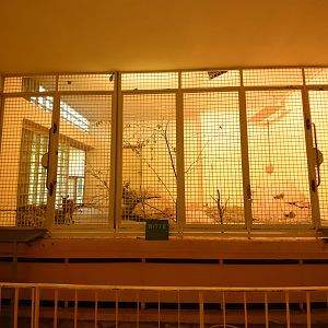 Giraffe house - Klipspringer indoors