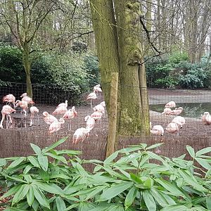 Flamingos