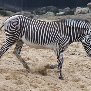 Grevy zebra
