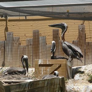 Brown pelicans