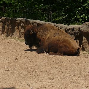 American bison