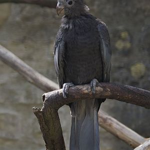 Lesser vasa parrot