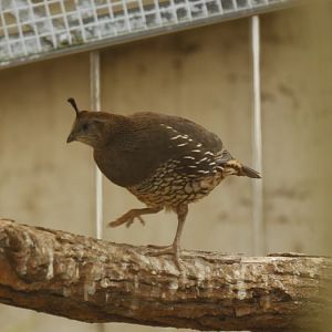 Unidentified quail