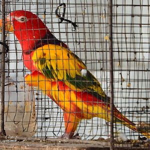? Cross bred lory ?