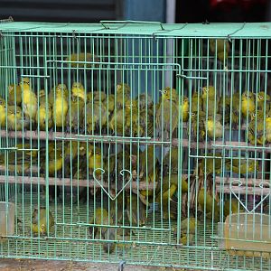 White-eyes.   Bali Bird Market.   Not too good, but a wide variety of birds etc..