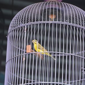 Green singing finch.  Bali Bird Market