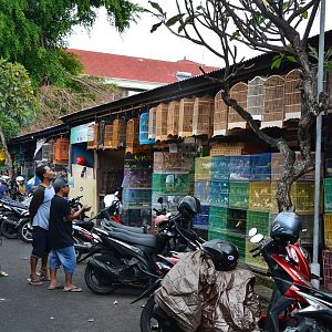 Bali bird market