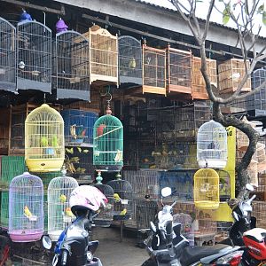 Bali bird market 2