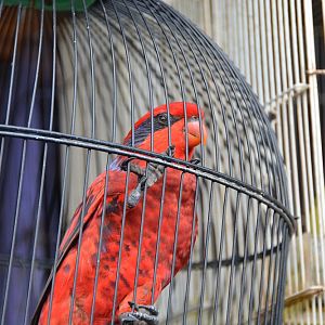 Violet-necked Lory ?  Bali bird market