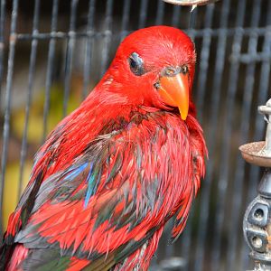 Red Lory ?   Bali bird market