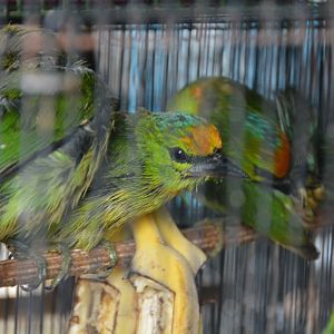 Barbets.  Bali bird market