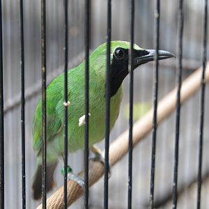 Leothrix.  ?  Bali bird market