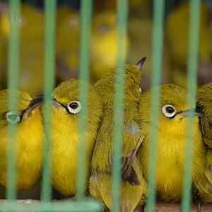 White-eyes.  Bali bird market