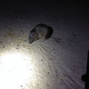 Quenda (Isoodon fusciventer)