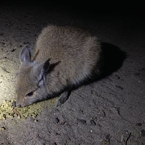 Rufous Hare-wallaby (Lagorchestes hirsutus)