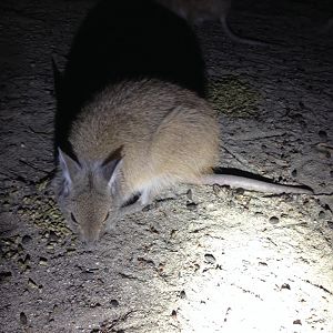 Rufous Hare-wallaby (Lagorchestes hirsutus)