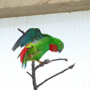 Blue-crowned hanging parrot, April 2018
