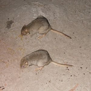Burrowing Bettongs (Bettongia lesueur)