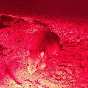 Burrowing Bettong (Bettongia lesueur)