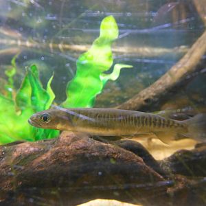 Western Minnow (Galaxias occidentalis)