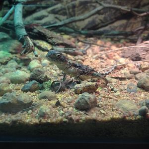 Pebble-mimic Dragon (Tympanocryptis cephalus)