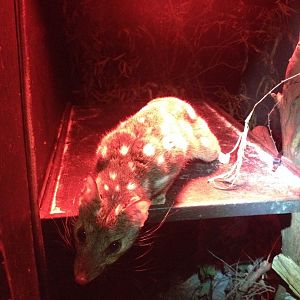 Western Quoll (Dasyurus geoffroii)