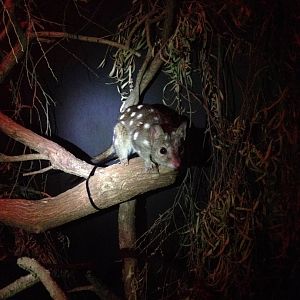 Western Quoll (Dasyurus geoffroii)