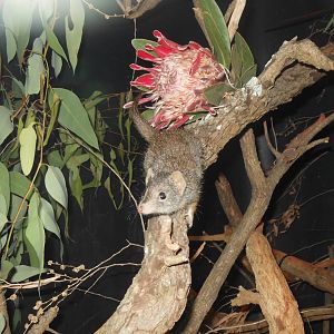 Dibbler (Parantechinus apicalis)